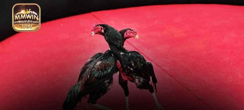 Bí quyết chiến thắng lớn khi chơi đá gà cựa sắt tại MMWIN