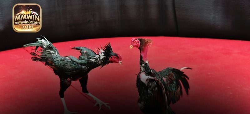 Ưu điểm thu hút người chơi trong các trận chiến kê cựa sắt MMWIN