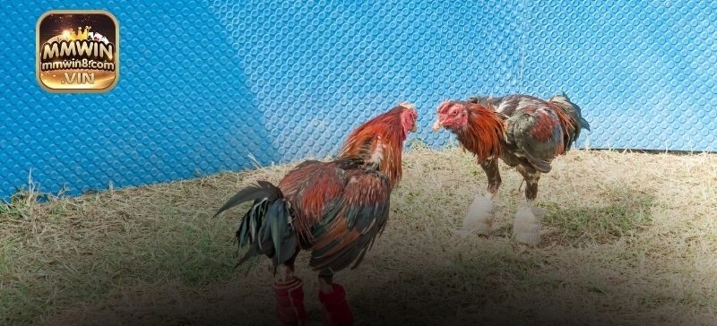 Những trận đấu đá gà tại Thomo đều được tuyển chọn kỹ lưỡng