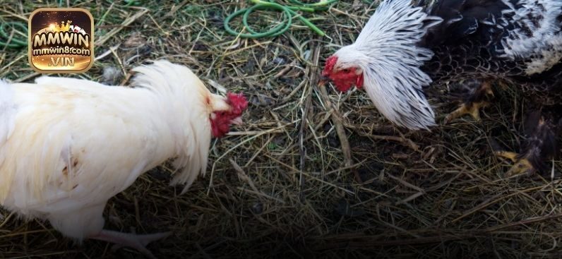 Bí quyết để có chiến thắng lớn khi bắt đầu cùng loại hình đá gà MMWIN