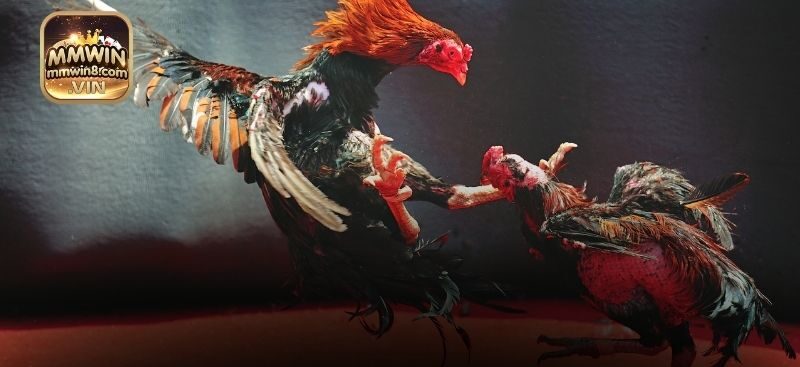 Thông tin khái quát chung về đá gà MMWIN đến cho thành viên