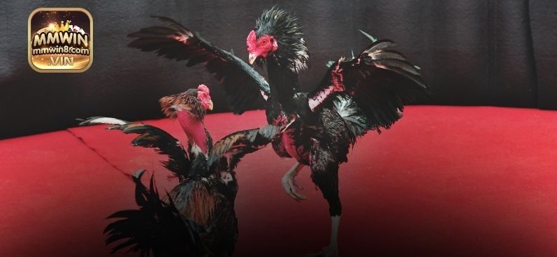 Ưu điểm thu hút sự chú ý người chơi của đá gà MMWIN